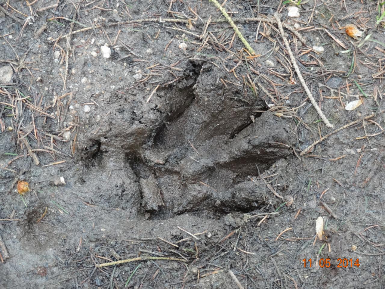 Véritable trace de loup à Aumont-Aubrac (11/05/14)