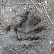 Véritable trace de loup à Aumont-Aubrac (11/05/14)